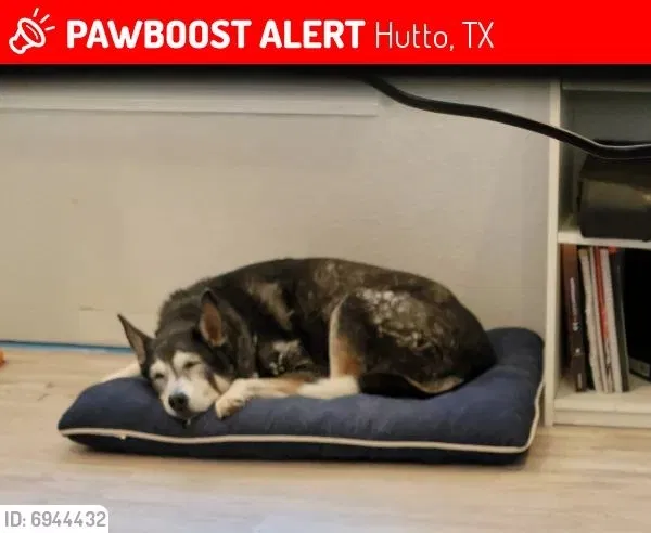 Lost dog in Hutto, TX, 78634