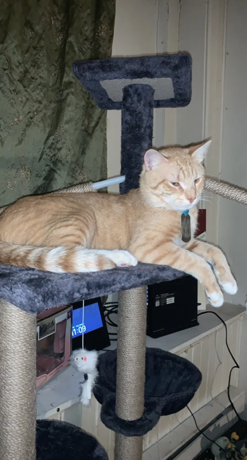Lost cat in Pottsville, PA, 17901