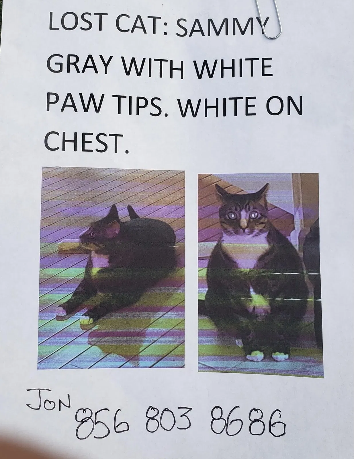 Lost cat in Sewell, NJ, 8080
