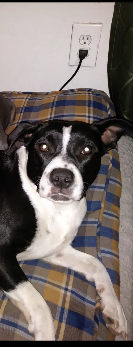 Lost dog in Tucson, AZ, 85706
