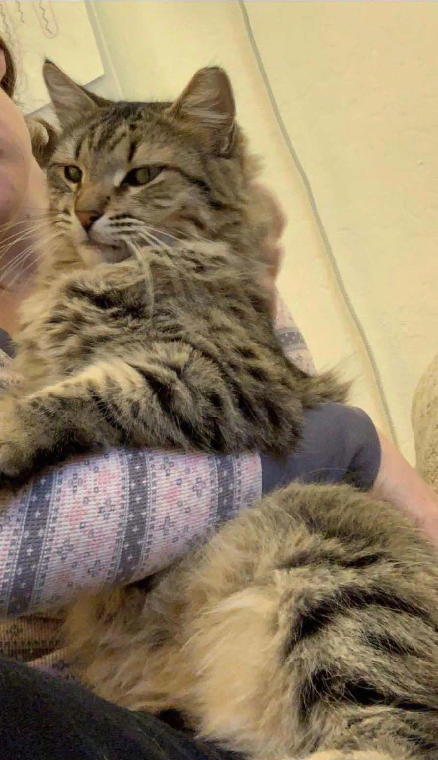 Lost cat in Phoenix, AZ, 85003
