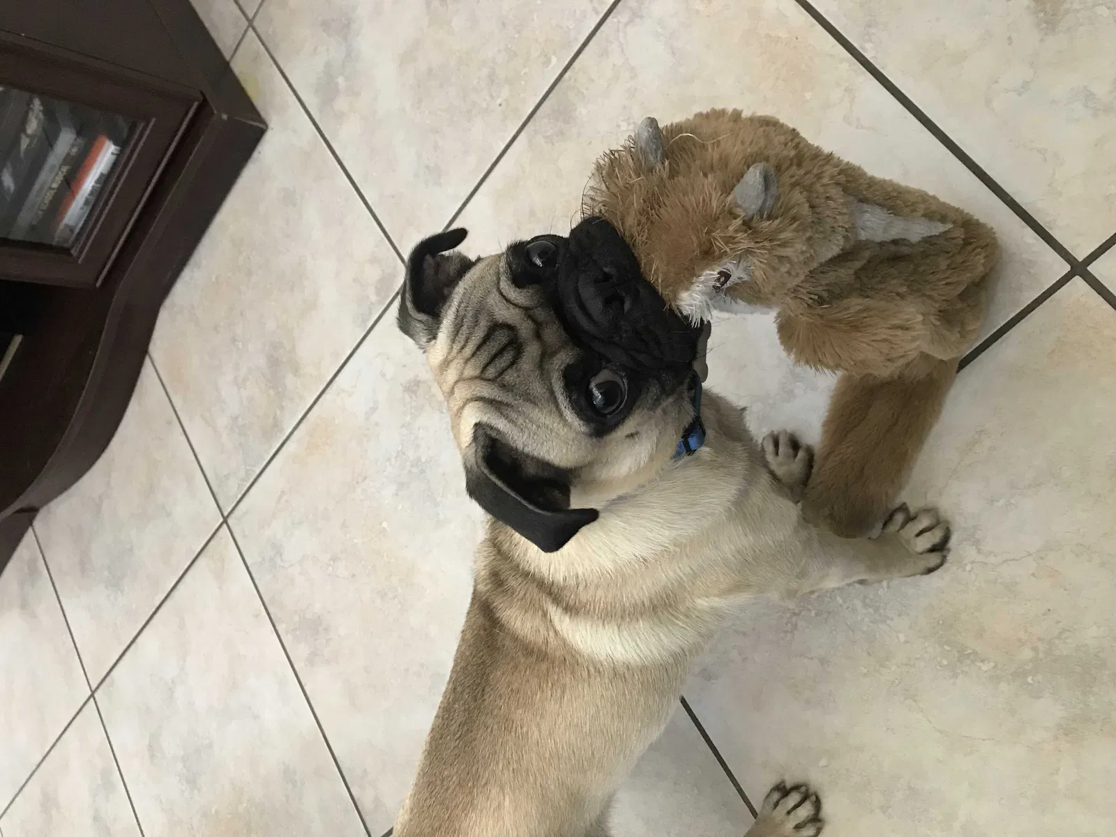 Lost dog in Tucson, AZ, 85704