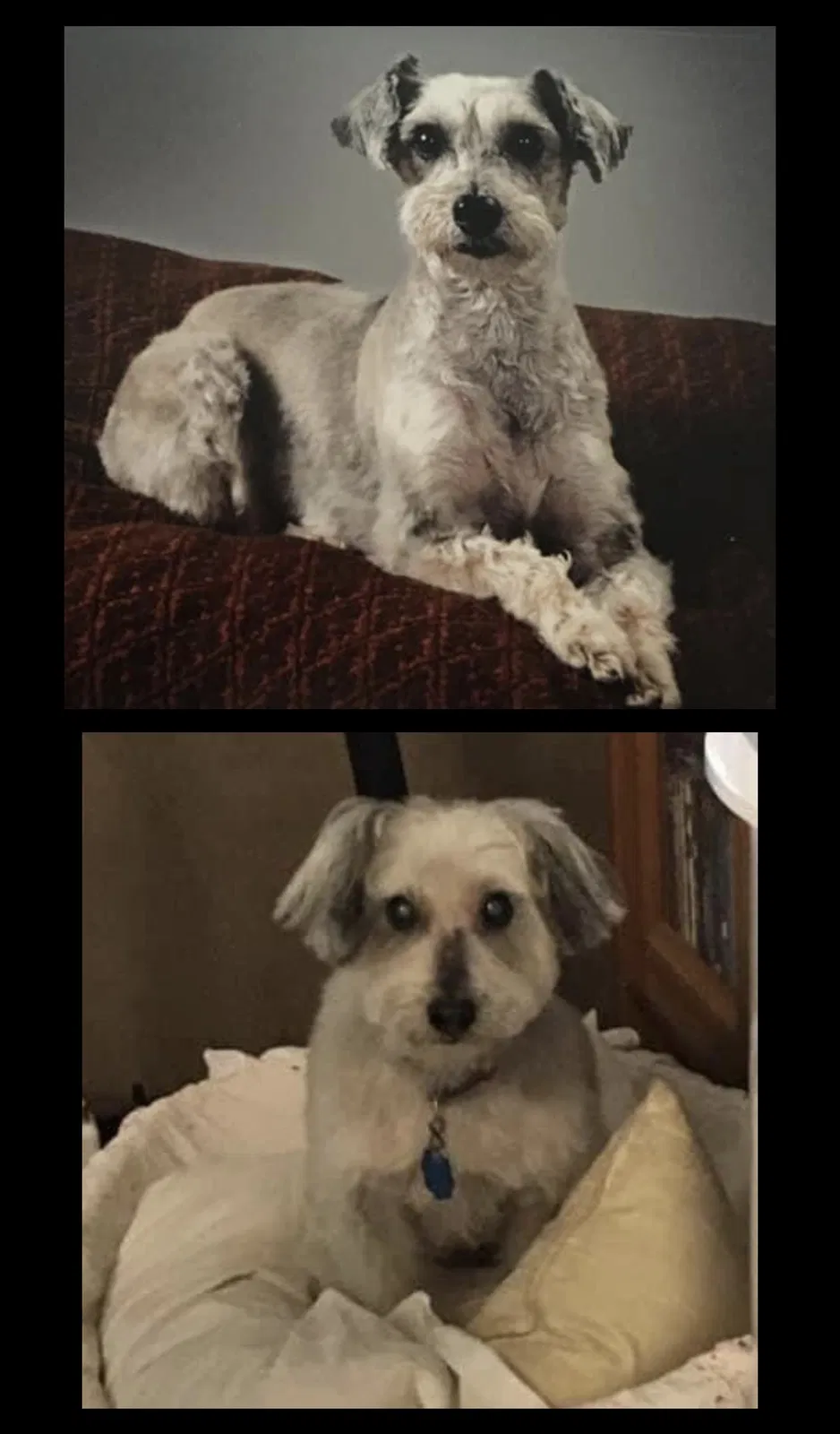 Lost dog in Manchester Township, NJ, 8759