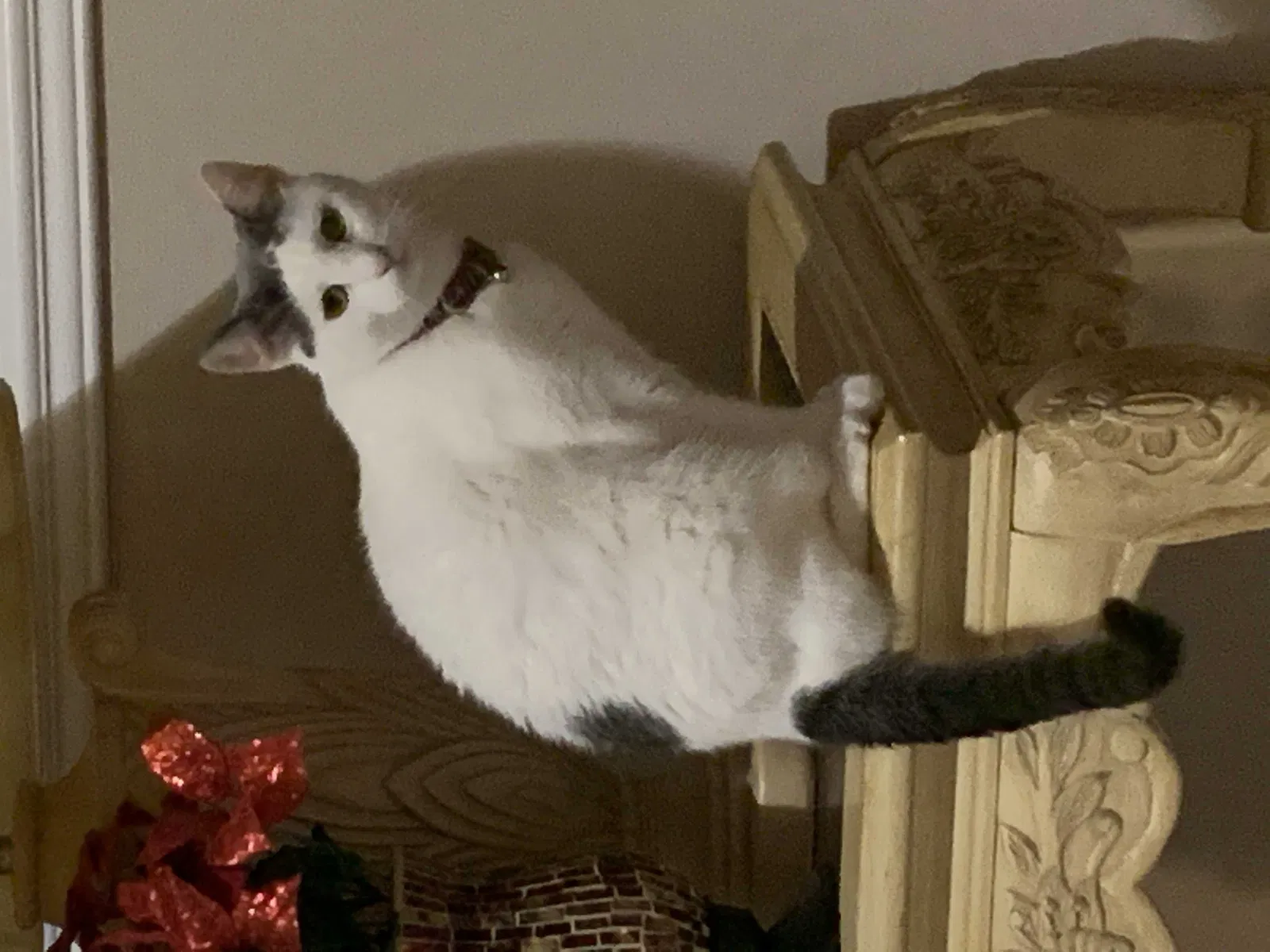 Lost cat in Orlando, FL, 32837