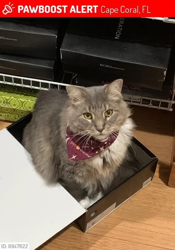 Lost cat in Cape Coral, FL, 33914