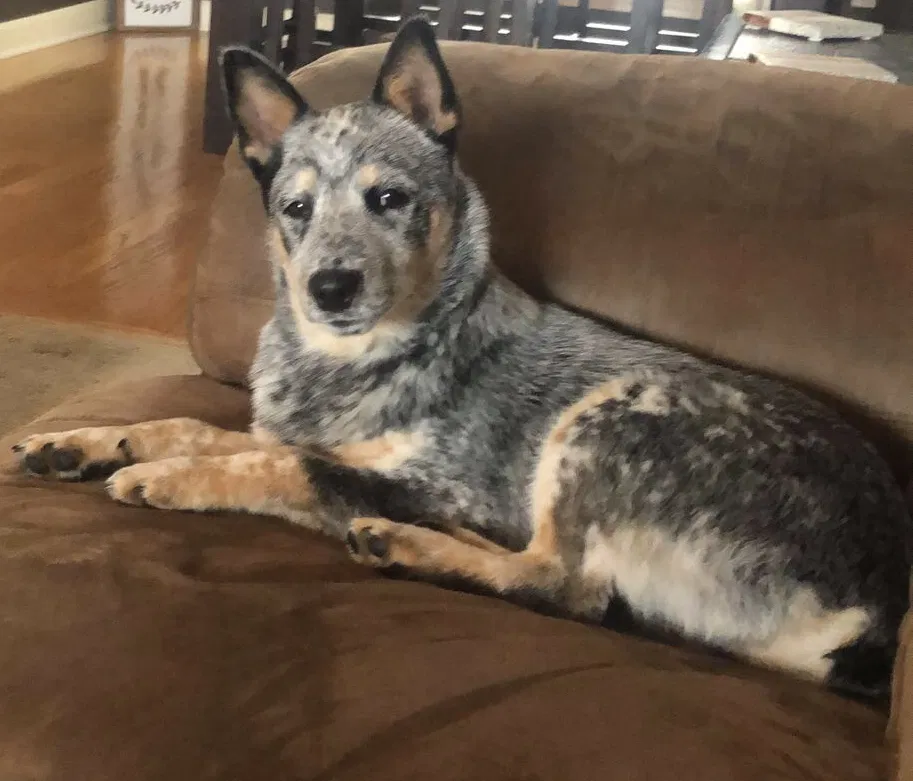 Lost dog in Conway, AR, 72034