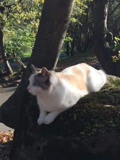 Lost cat in Auburn, CA, 95603
