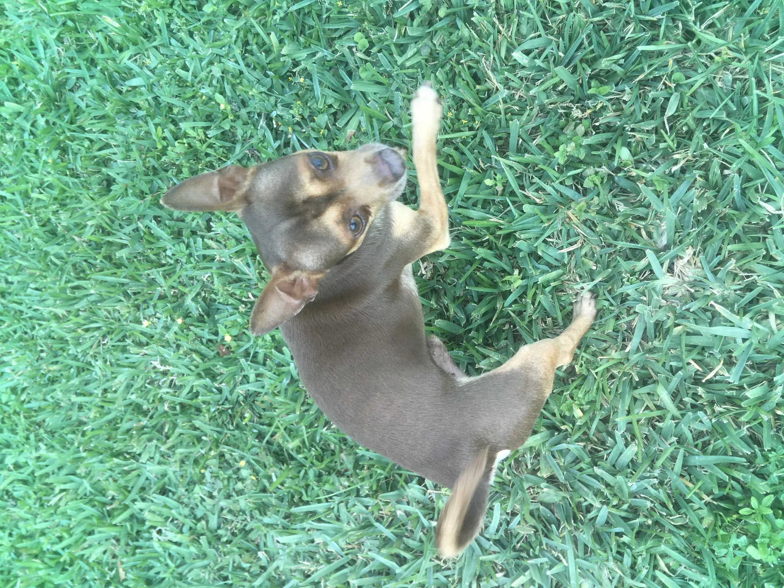 Lost dog in Miami, FL, 33183