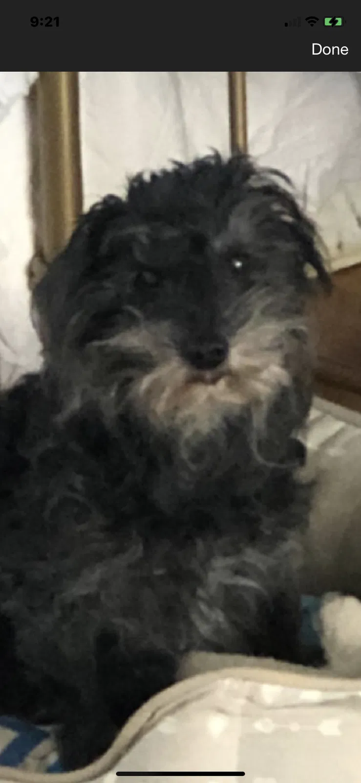 Lost dog in Lexington, KY, 40510