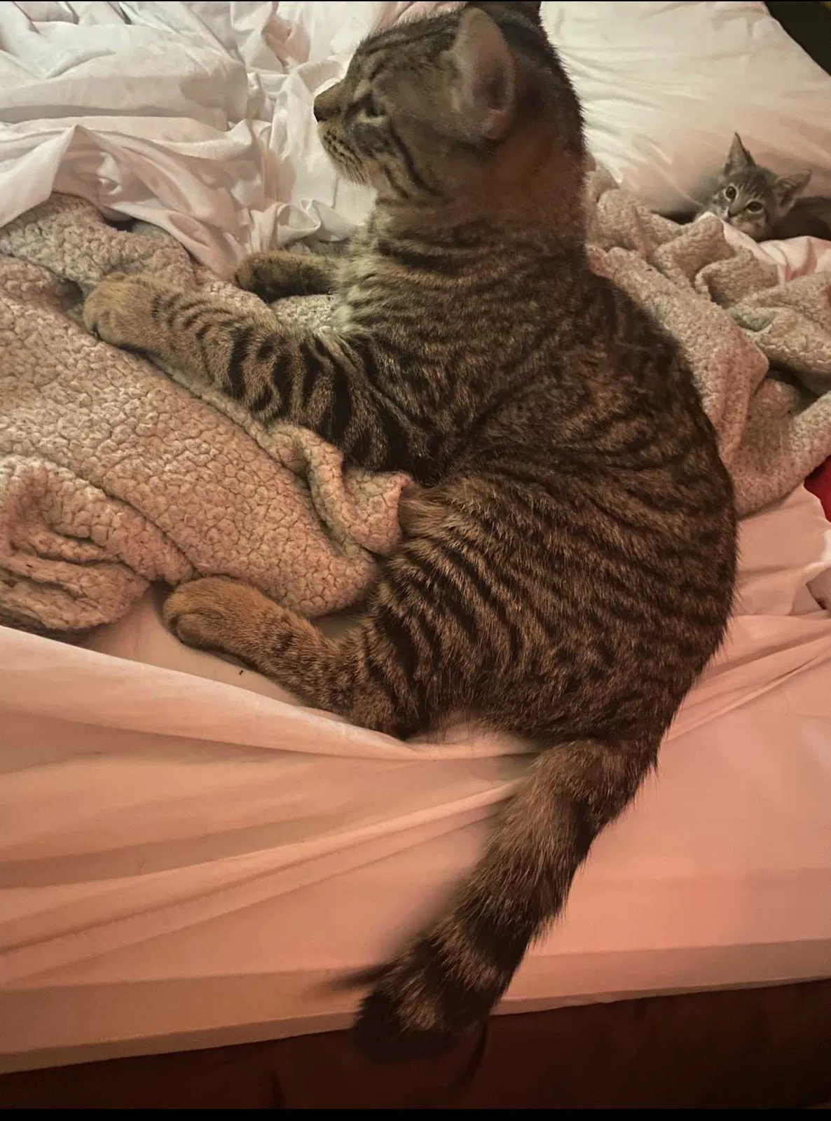 Lost cat in Decatur, IL, 62526