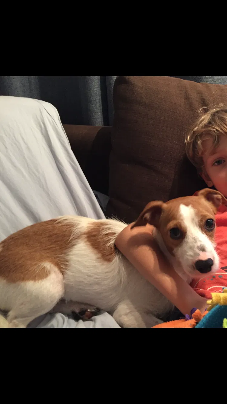 Lost dog in Lake Worth, FL, 33460