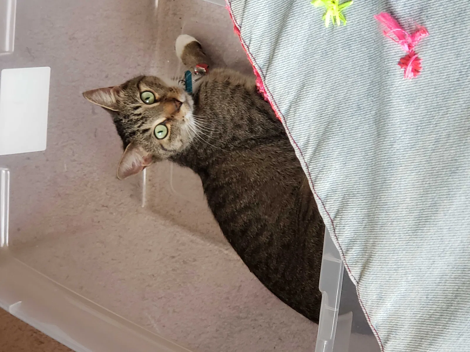 Missing Cat