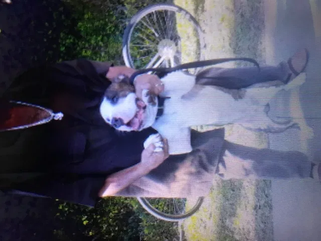 Lost dog in Los Angeles, CA, 90044