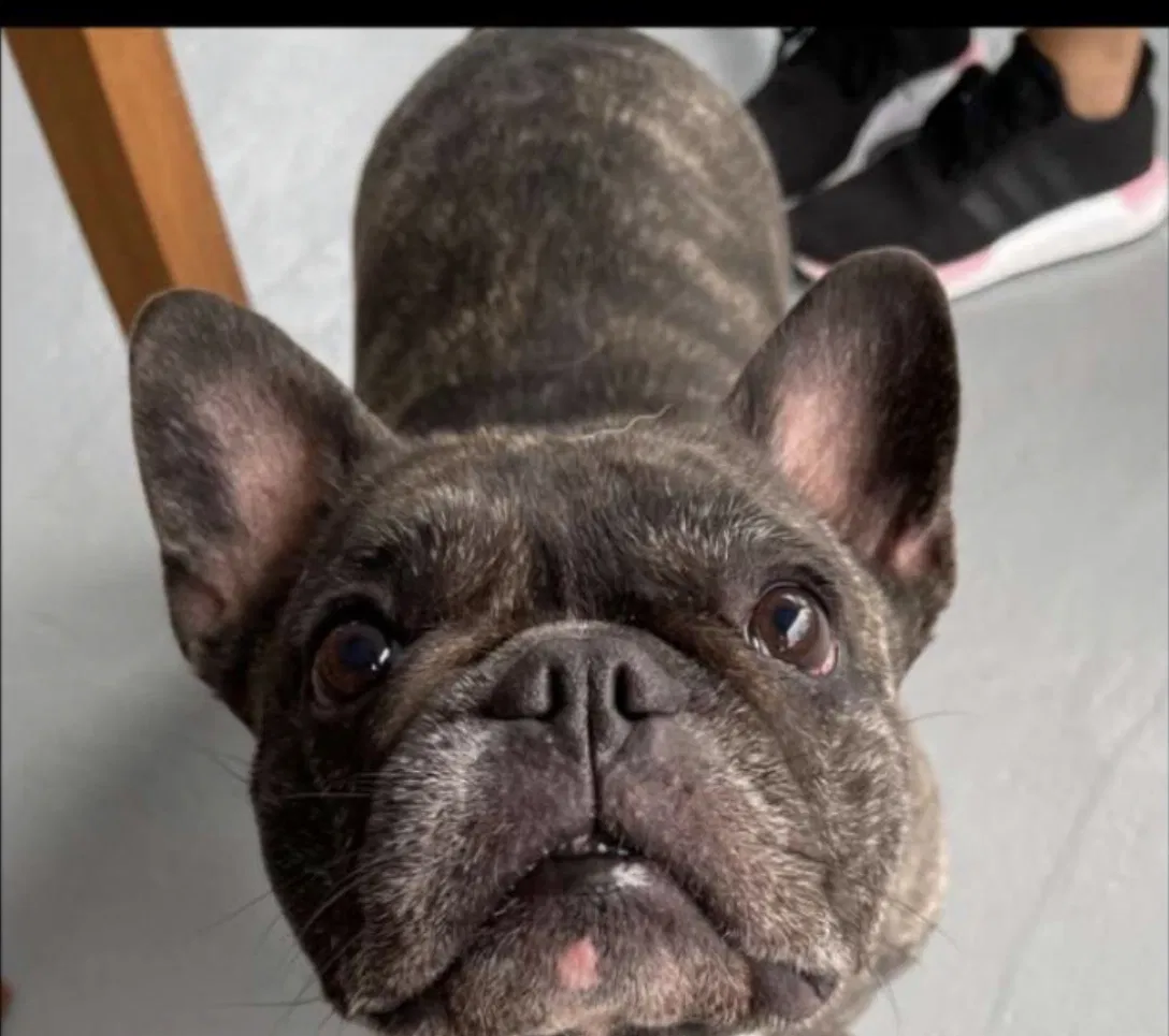 Lost dog in Miami, FL, 33165