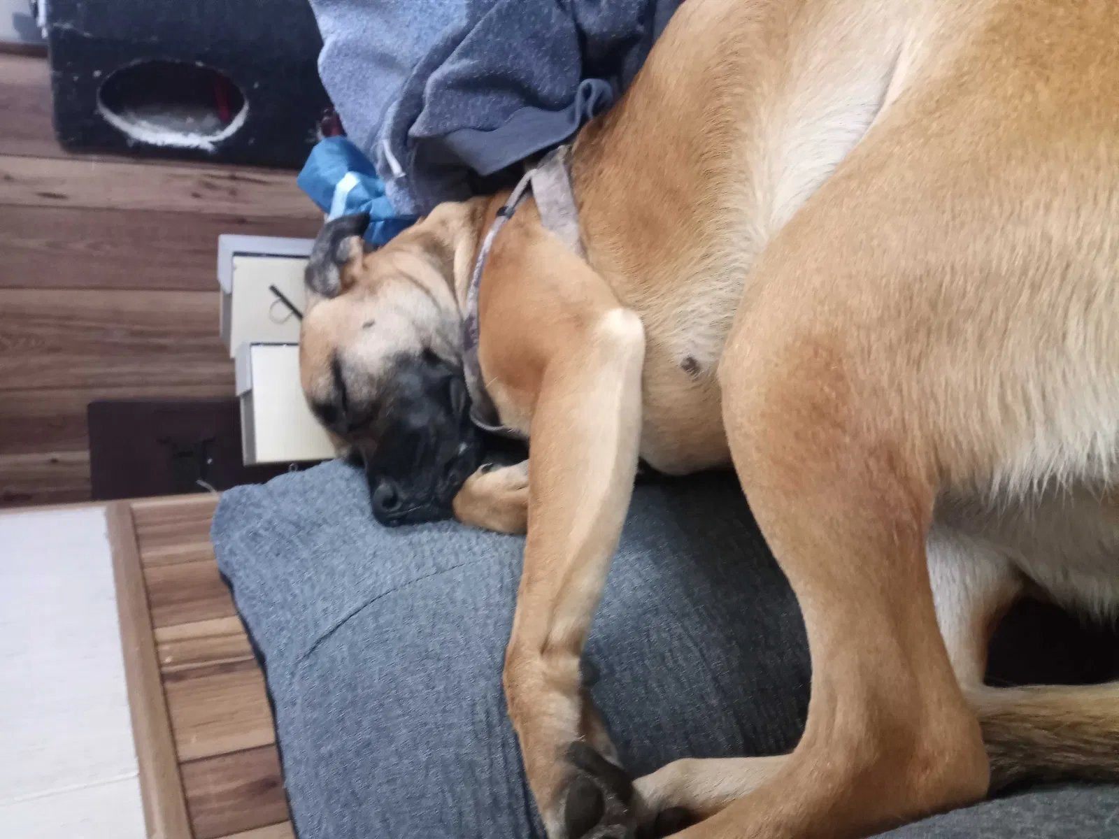 Lost dog in Madisonville, TN, 37354