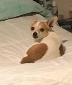 Lost dog in Fort Worth, TX, 76123