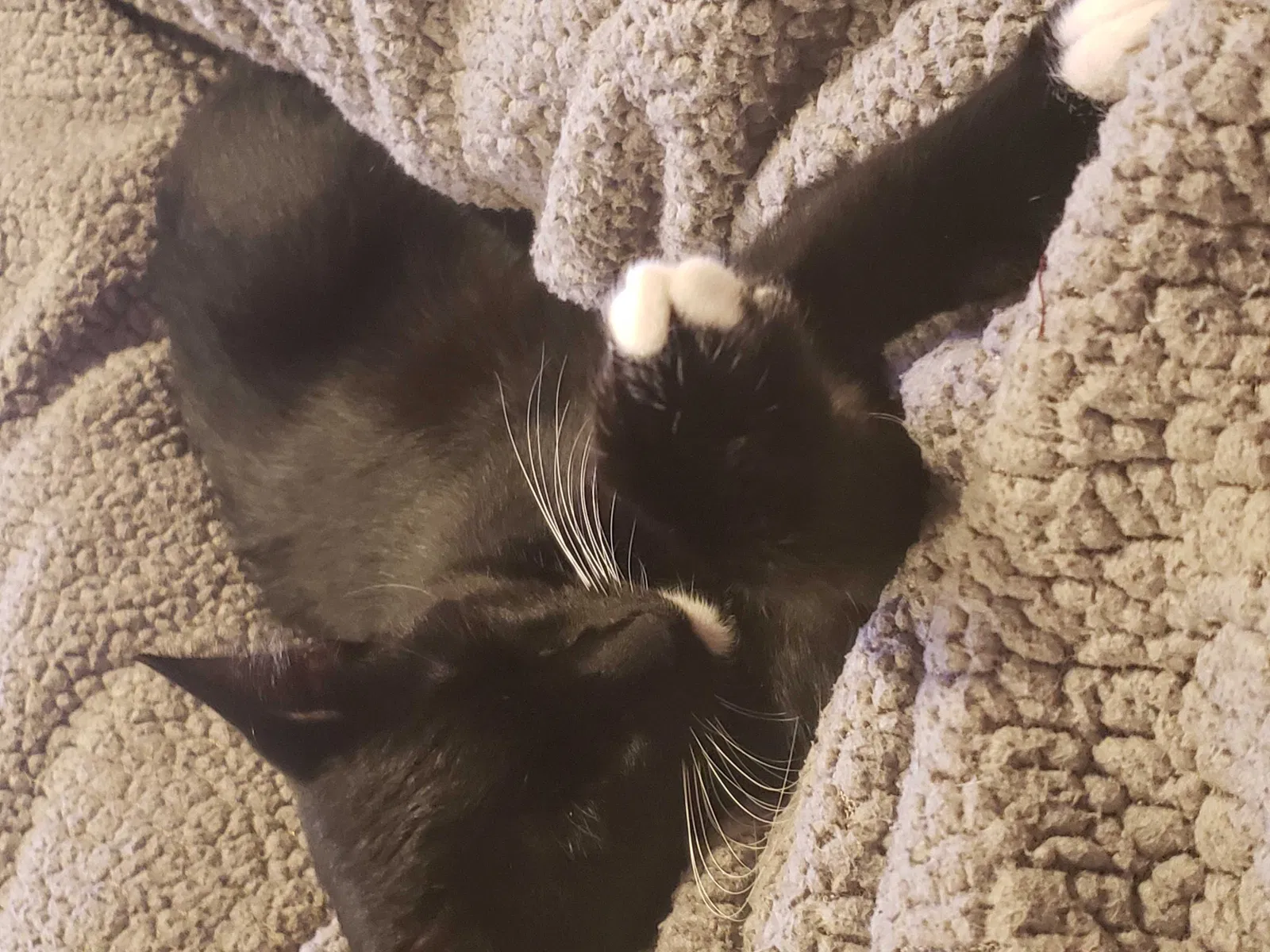 Lost cat in Cypress, TX, 77429