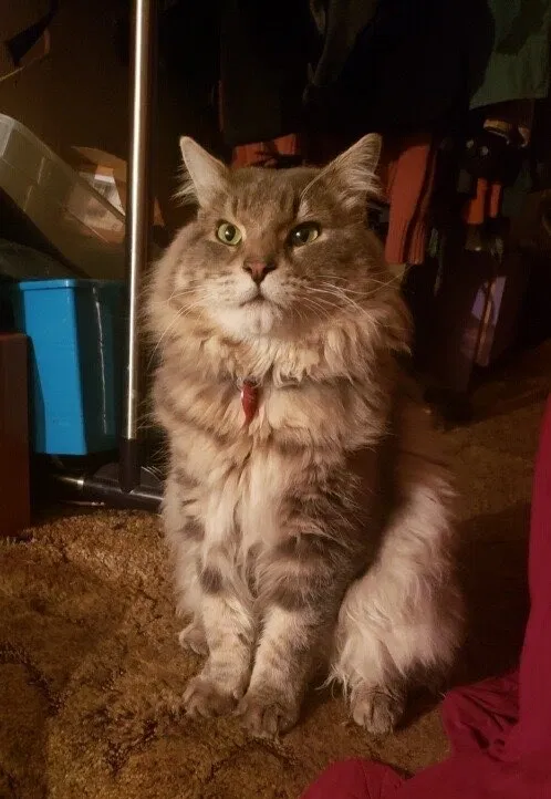 Lost cat in Portland, OR, 97211