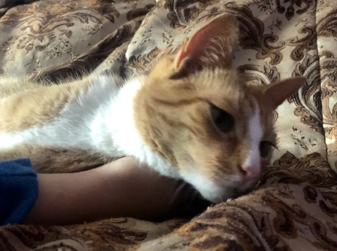 Lost cat in Wyandanch, NY, 11798