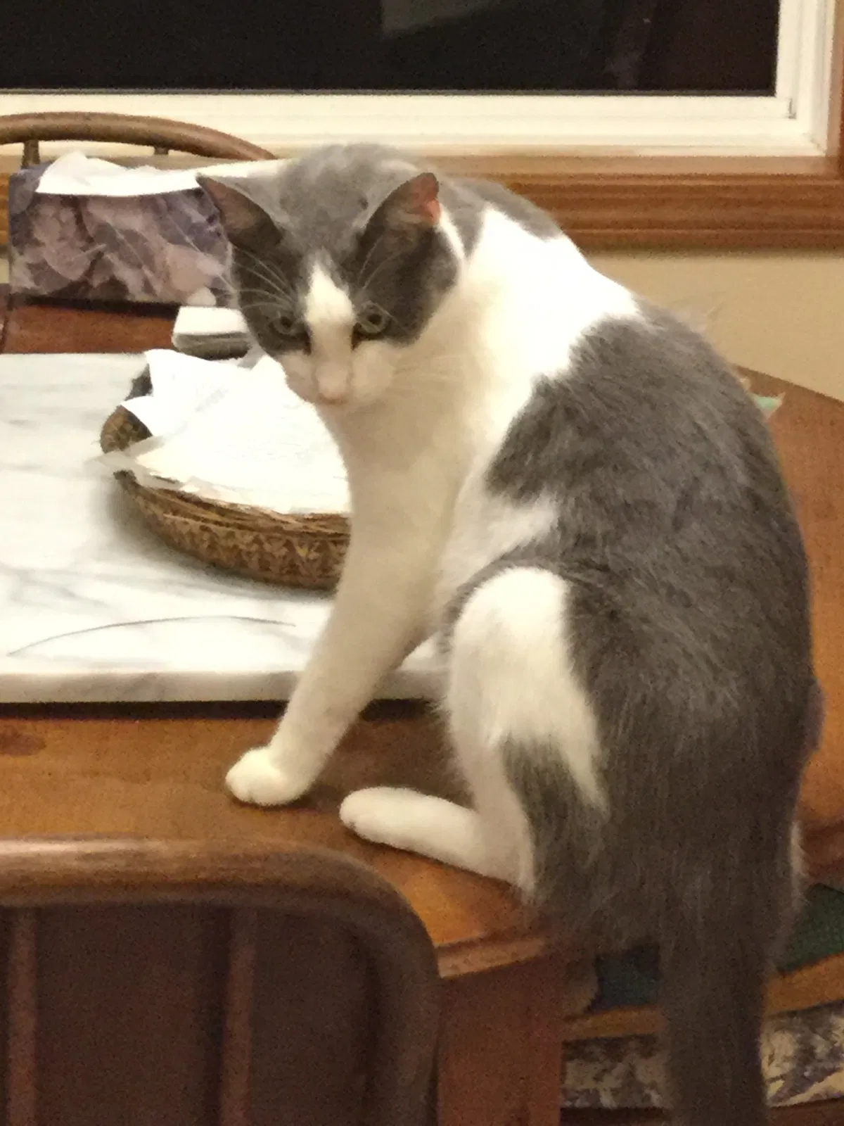 Lost cat in Bolivar, MO, 65613