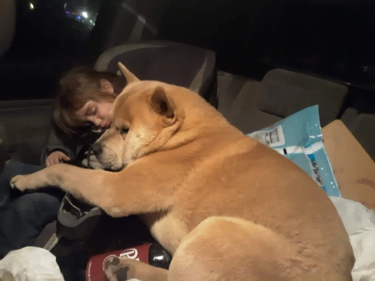 Lost dog in Nine Mile Falls, WA, 99026