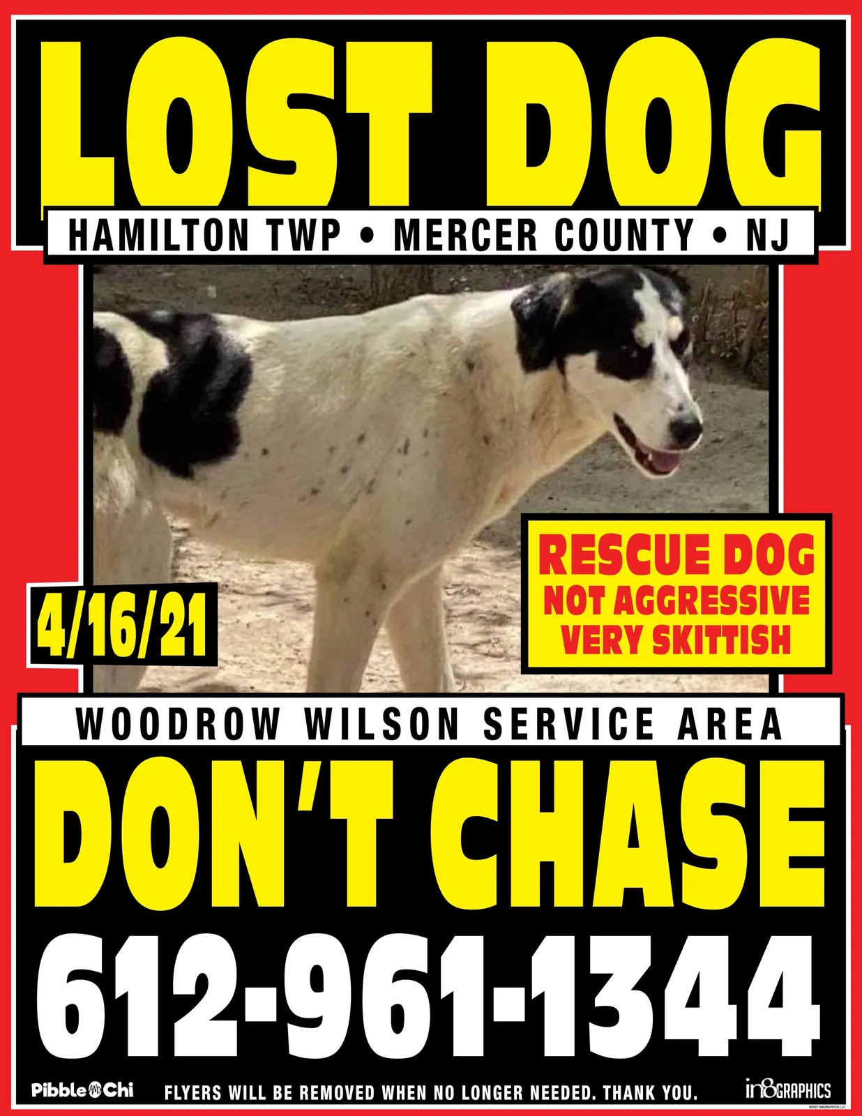 Lost dog in Trenton, NJ, 8620