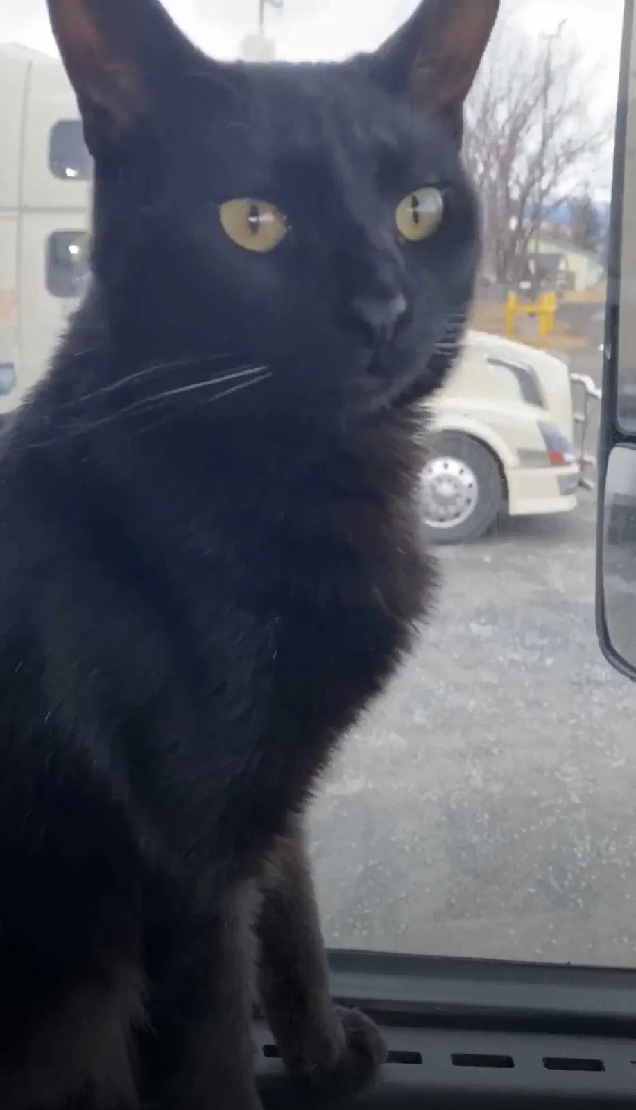 Lost cat in Chula Vista, CA, 91910