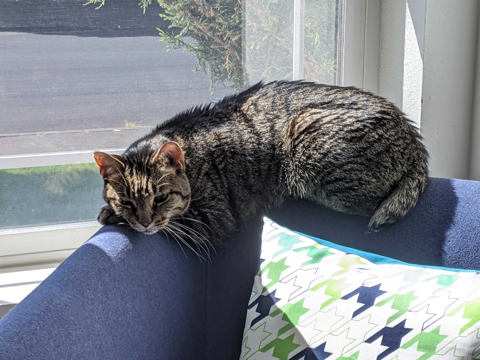 Lost cat in Beaverton, OR, 97006