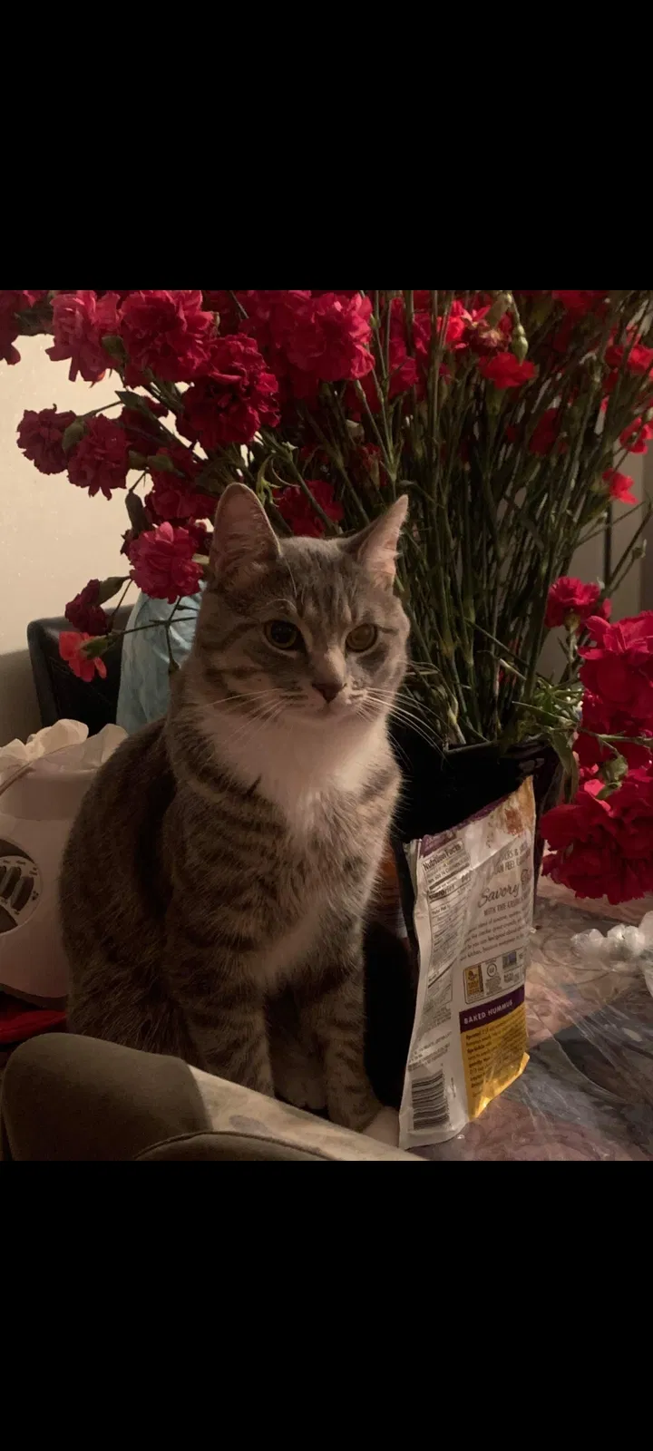 Lost cat in Concord, NC, 28027