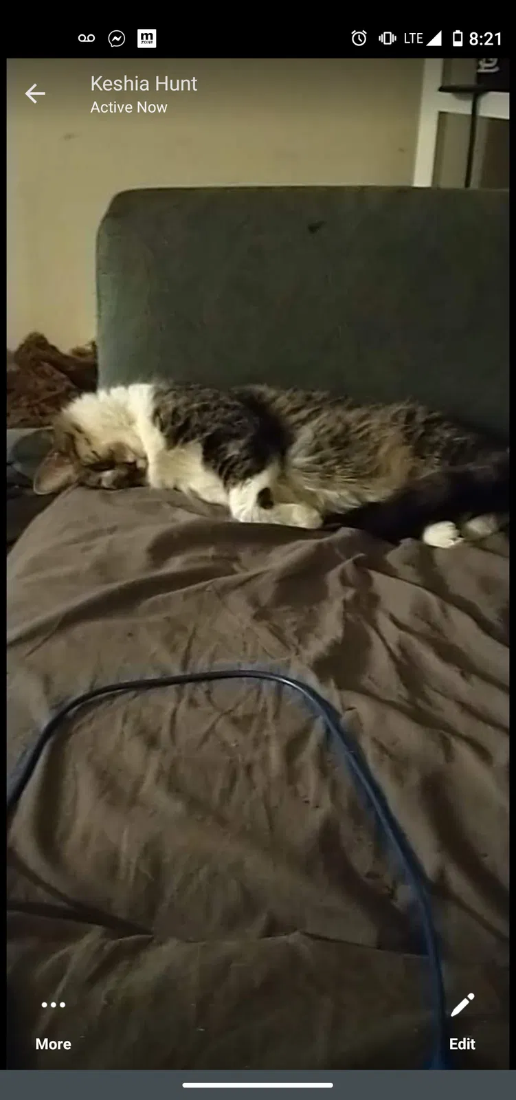 Lost cat in Saint Louis, MO, 63139