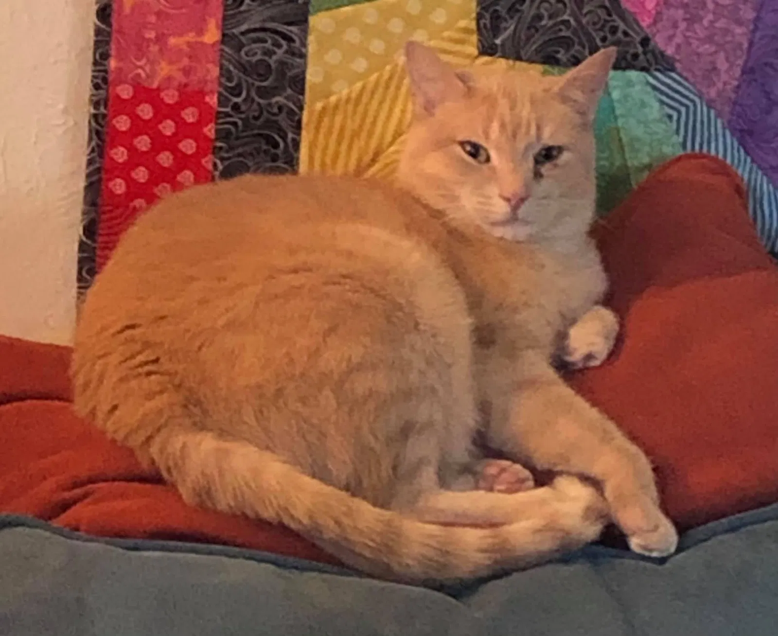 Lost cat in Cincinnati, OH, 45217