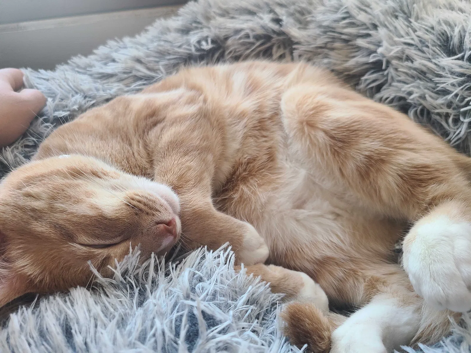 Lost cat in Newport News, VA, 23605
