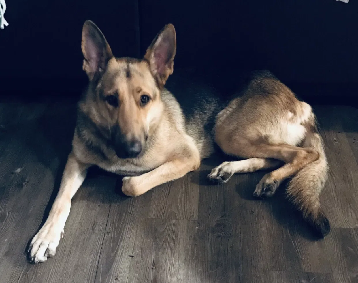 Lost dog in Phoenix, AZ, 85051