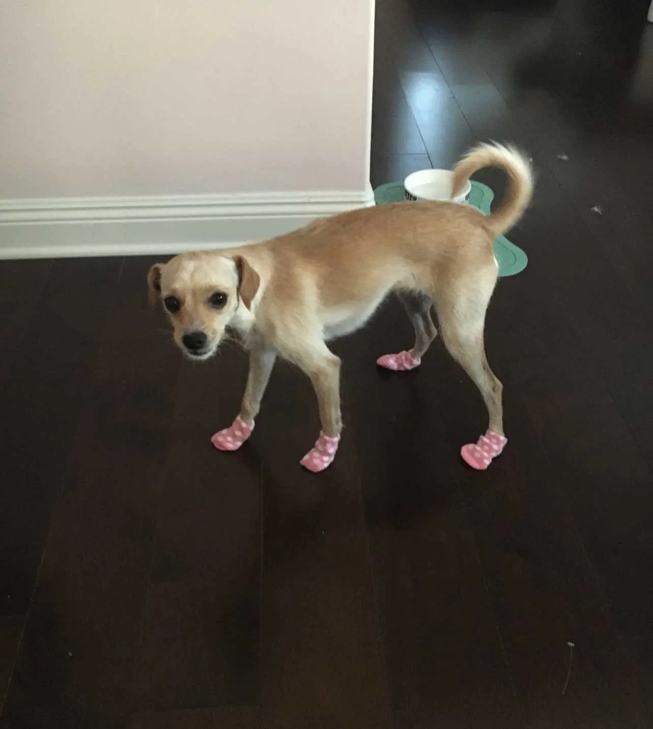 Lost dog in Glendale, CA, 91204