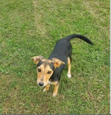 Lost dog in Addison, IL, 60101