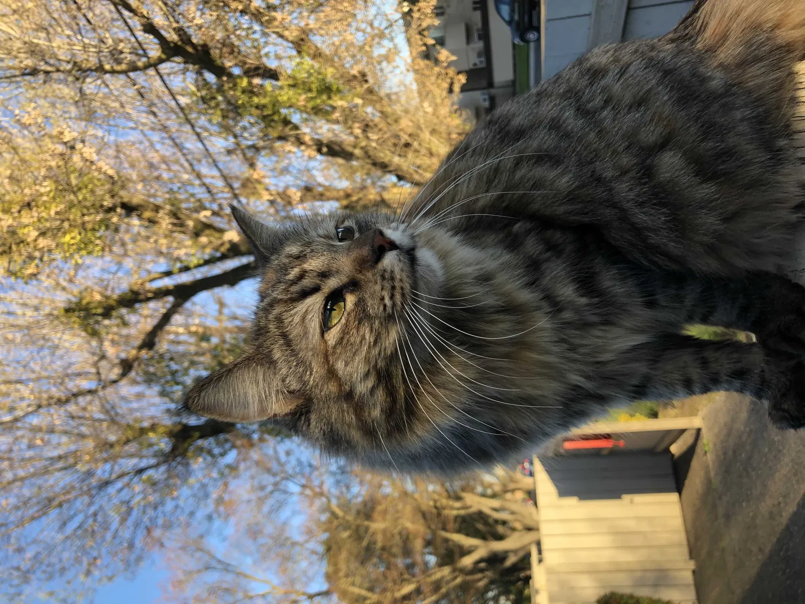 Lost cat in Modesto, CA, 95350