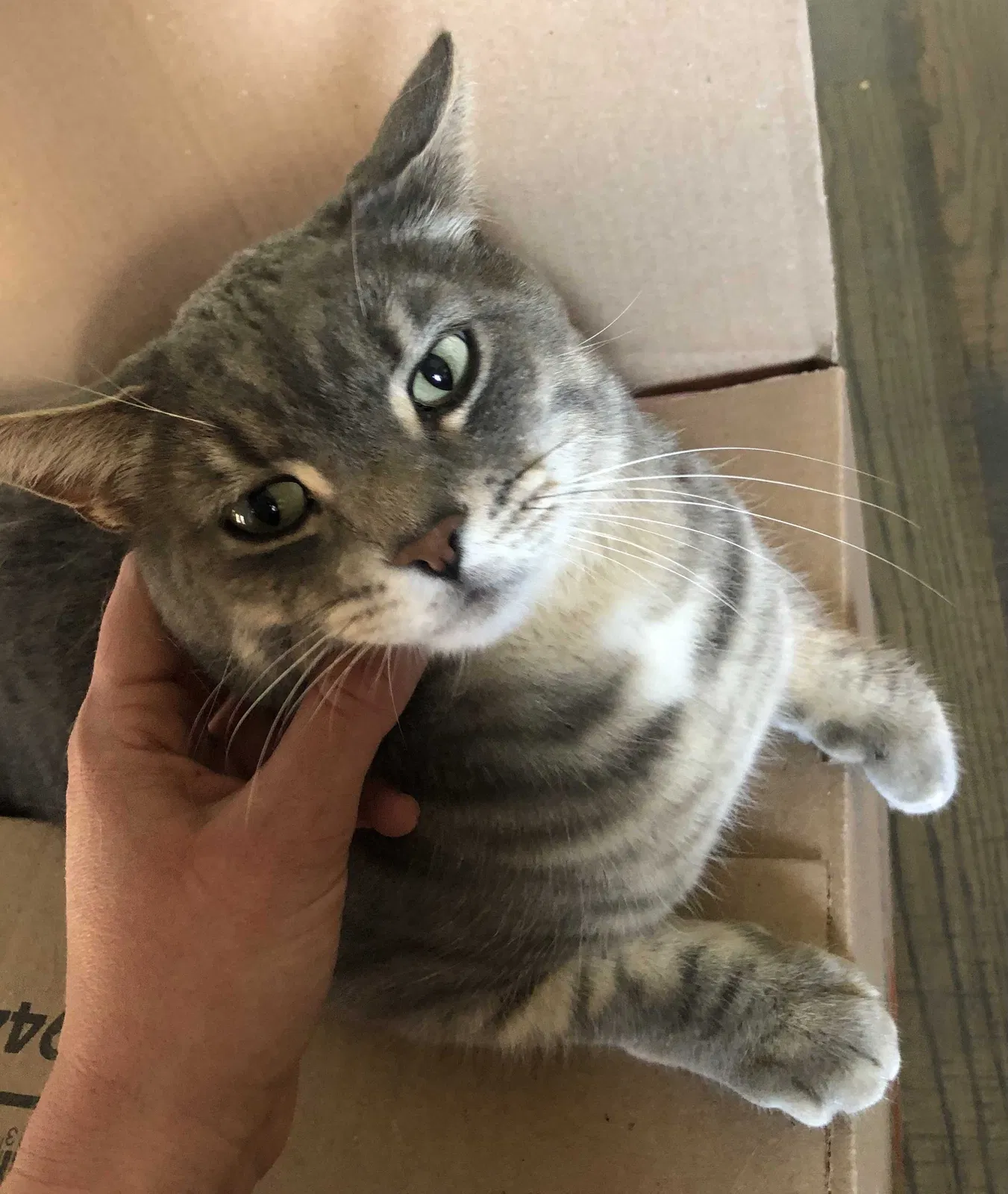 Lost cat in Colorado Springs, CO, 80911