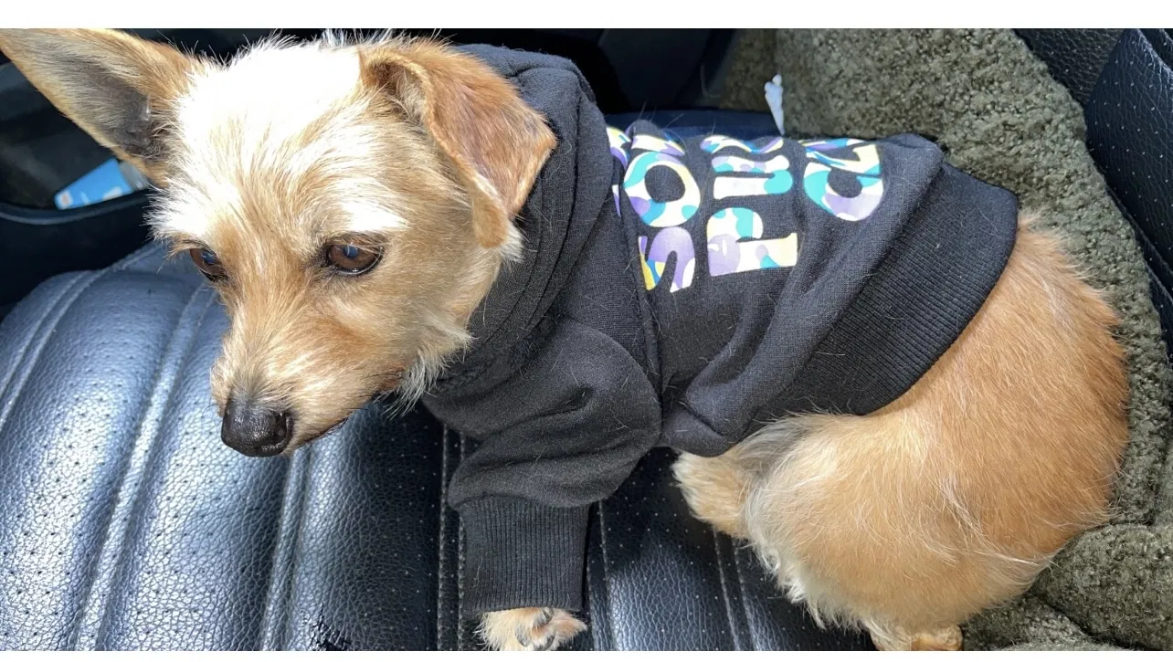 Lost dog in Sunland, CA, 91040