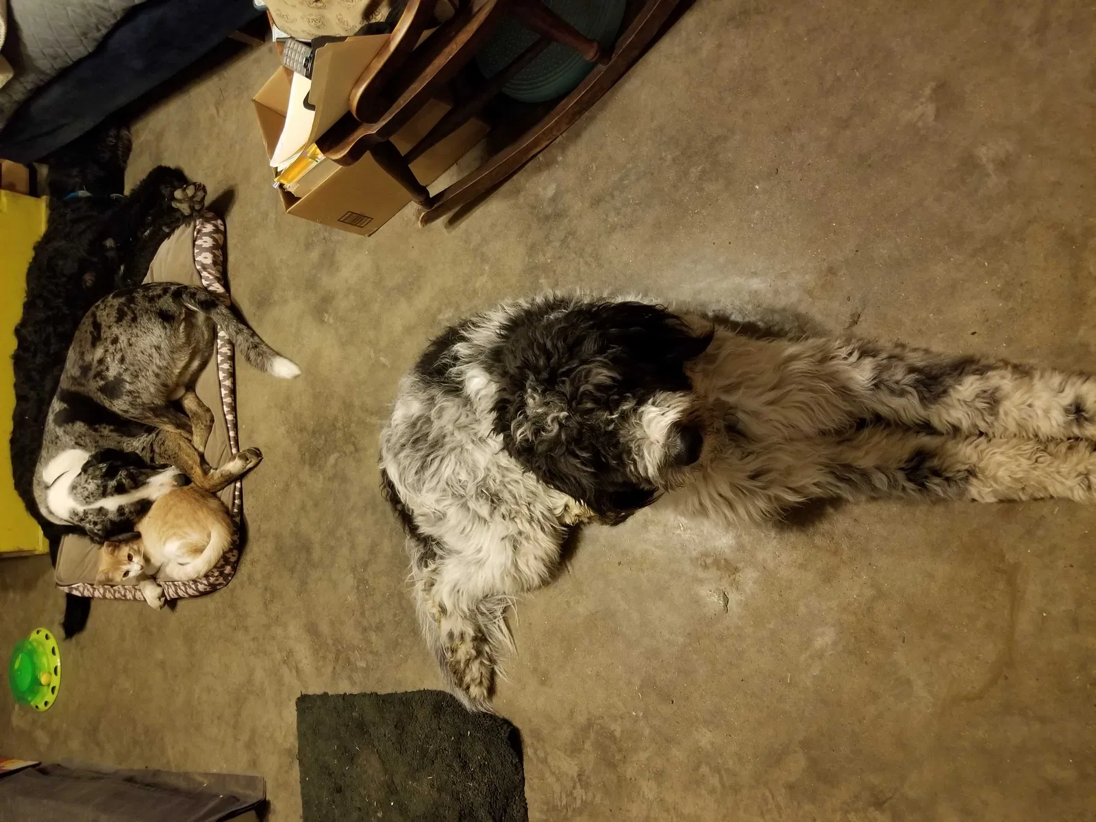 Lost dog in Farmersville, TX, 75442