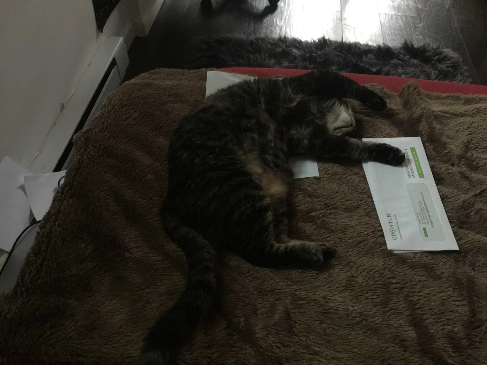 Lost cat in Elizabeth, NJ, 7202