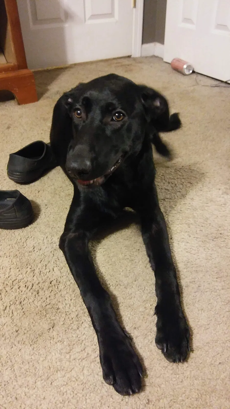 Lost dog in Concord, NC, 28027