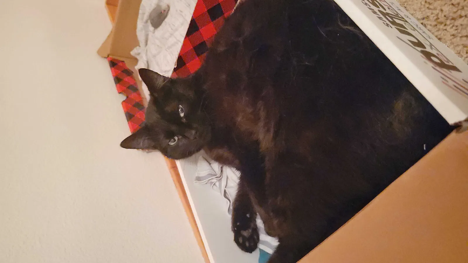 Lost cat in Government Camp, OR, 97028