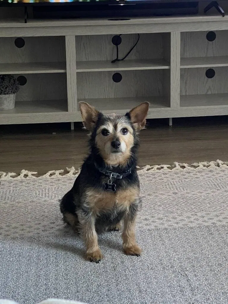 Lost dog in San Antonio, TX, 78218