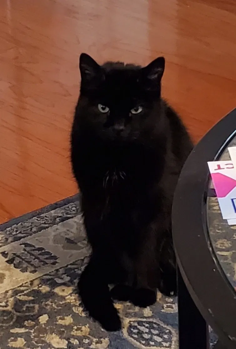 Lost cat in Chicago, IL, 60638
