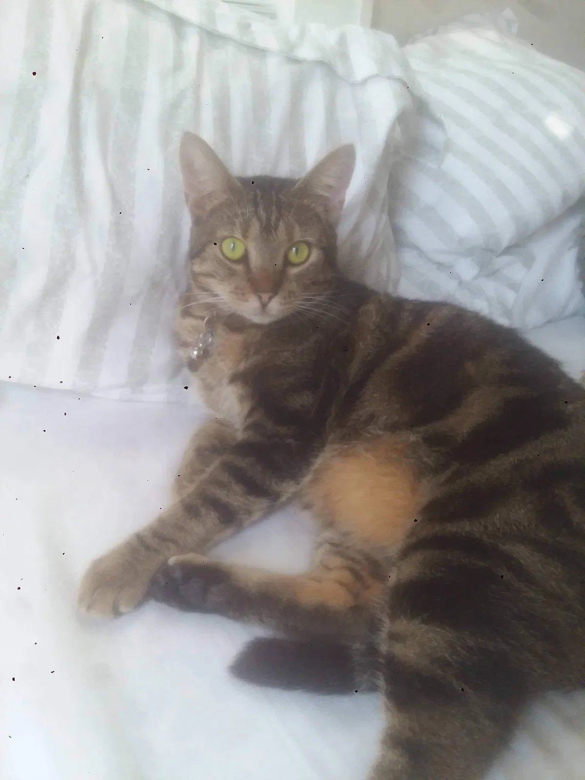 Lost cat in Granbury, TX, 76048