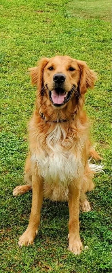 Lost dog in Newnan, GA, 30263