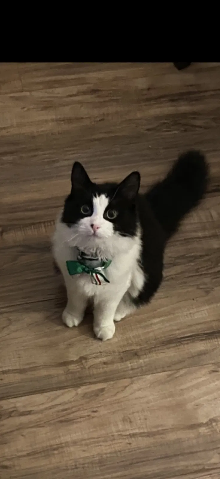 Lost cat in Puyallup, WA, 98374