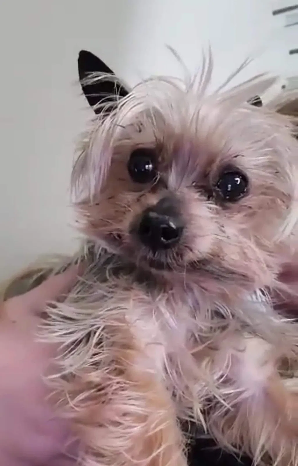 Lost dog in Lakeland, FL, 33810