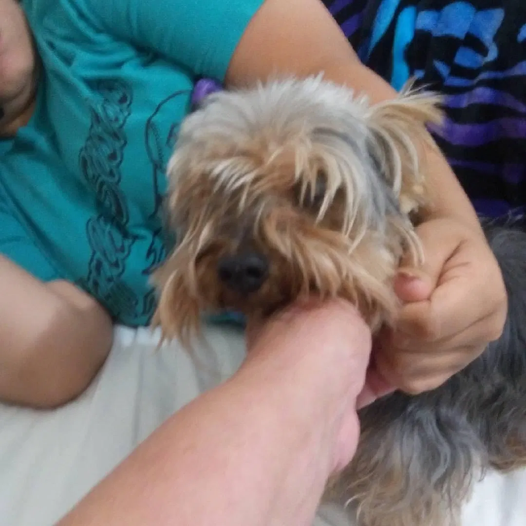 Lost dog in Tampa, FL, 33615