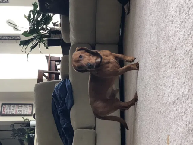 Lost dog in Durham, NC, 27707